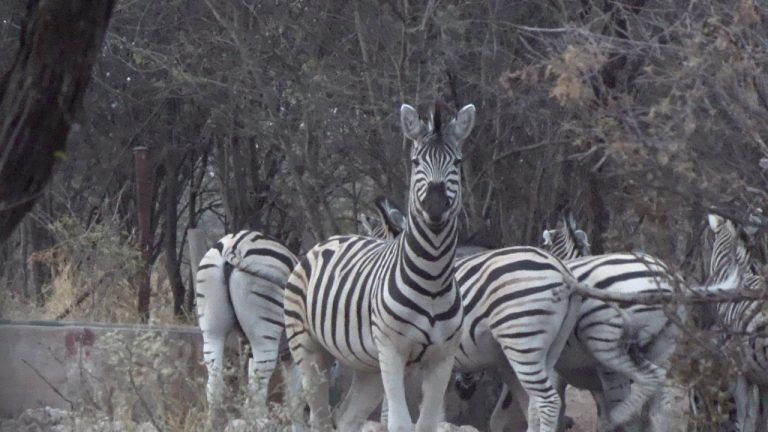 Zebra