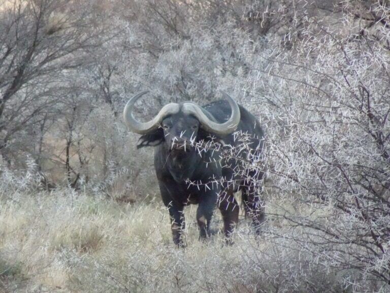 Cape Buffalo