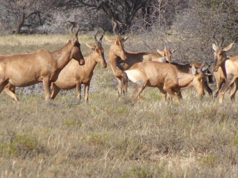 Red Hartebeest Kalahari Safaris Botswana