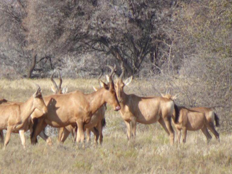 Red Hartebeest Kalahari Safaris