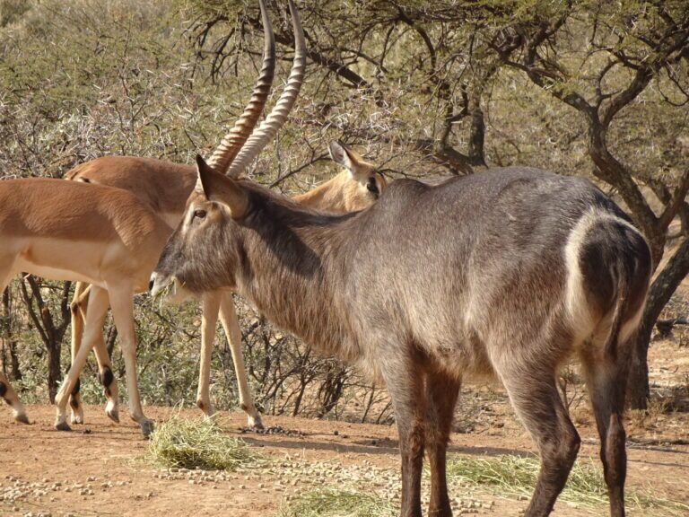 Waterbuck Botswana
