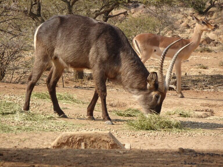 Waterbuck Botswana