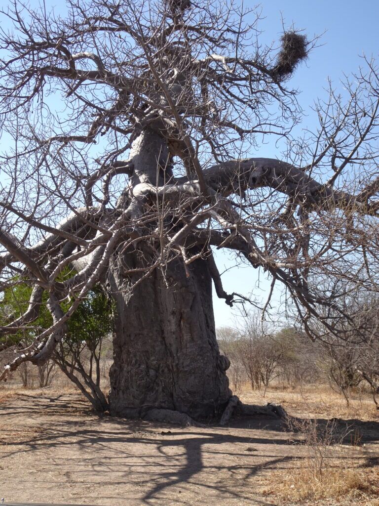 African Baobab Tree