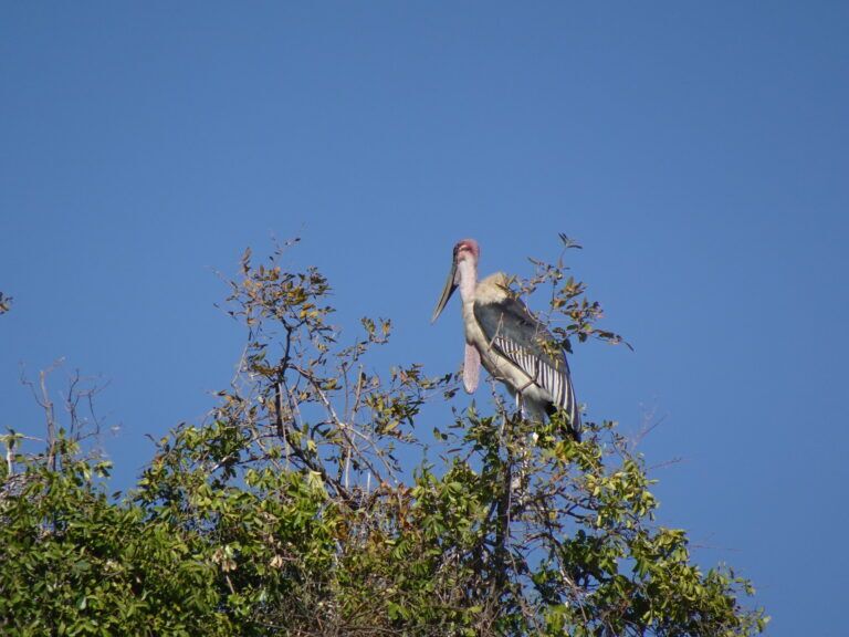 Affordable Kudu Hunts