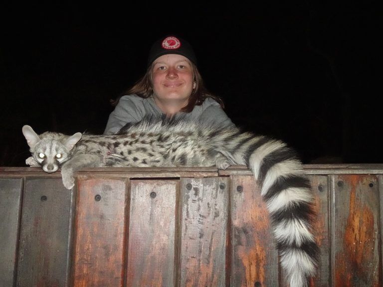 Spotted Genet Kalahari Safaris