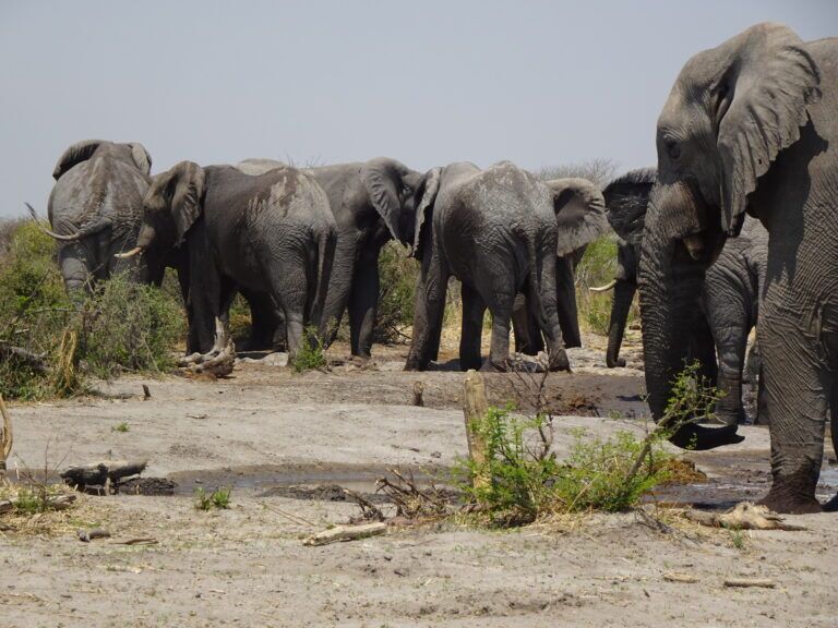 Elephants in the Central Kalahari Game Reserve