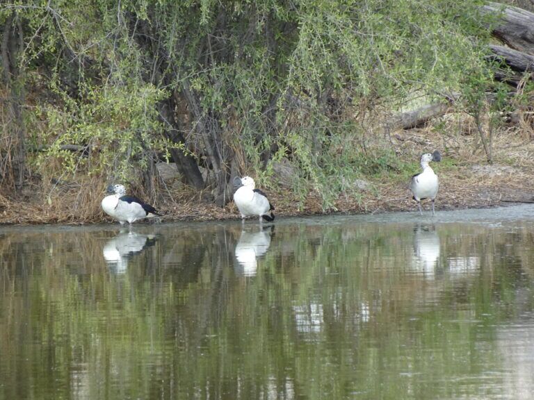 African Knob-billed Duck Botswana
