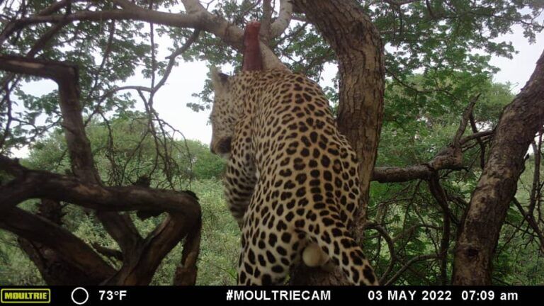 Leopard in bait tree Kalahari Safaris Botswana