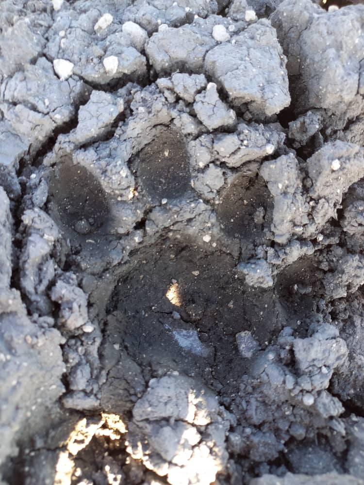 Leopard Track