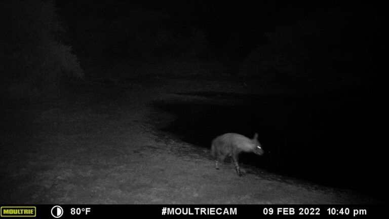 Brown Hyena Kalahari Safaris Botswana