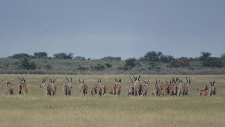 Kalahari Safaris Eland