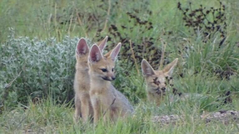 Bat Eared Fox Kalahari Safaris Botswana
