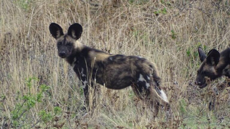 Botswana Wild dogs