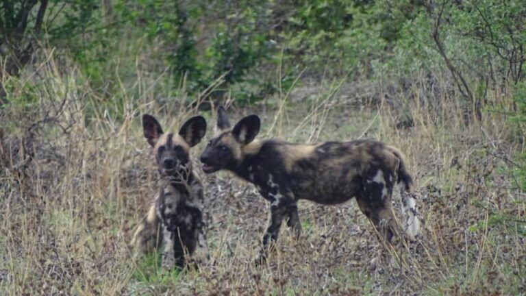 Wild Dogs on the Kalahari Safaris Botswana