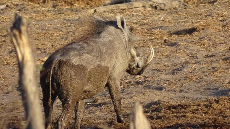 Botswana Warthog Kalahari Safaris