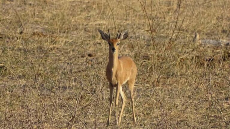 Kalahari Safaris Steenbok