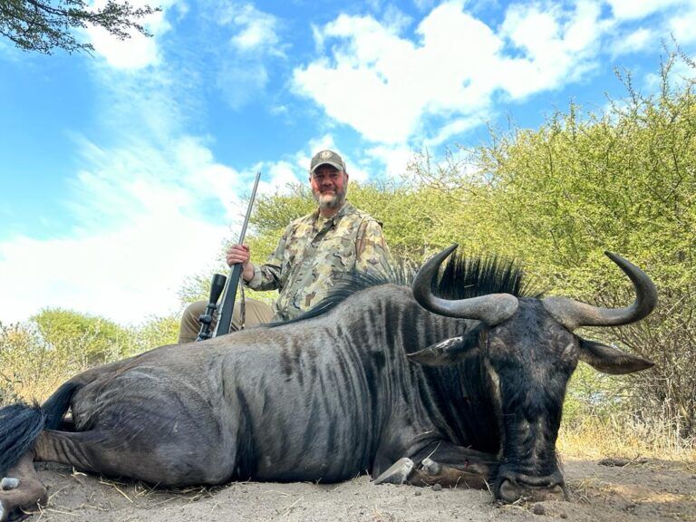 Blue Wildebeest Botswana Hunting