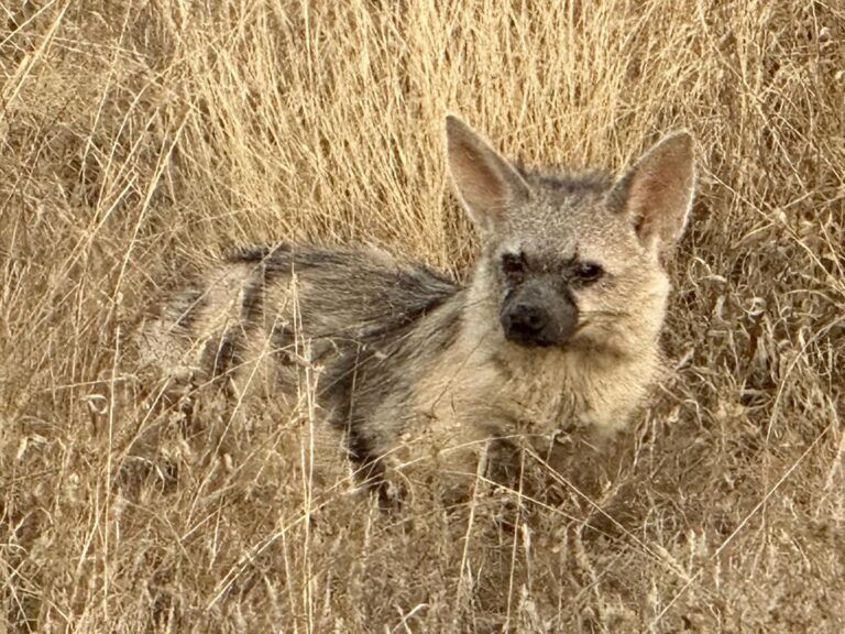 Bat Eared Fox Kalahari Safaris Botswana