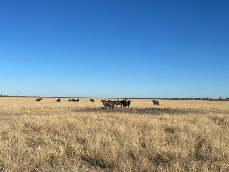 Blue Wildebeest in front of lodge