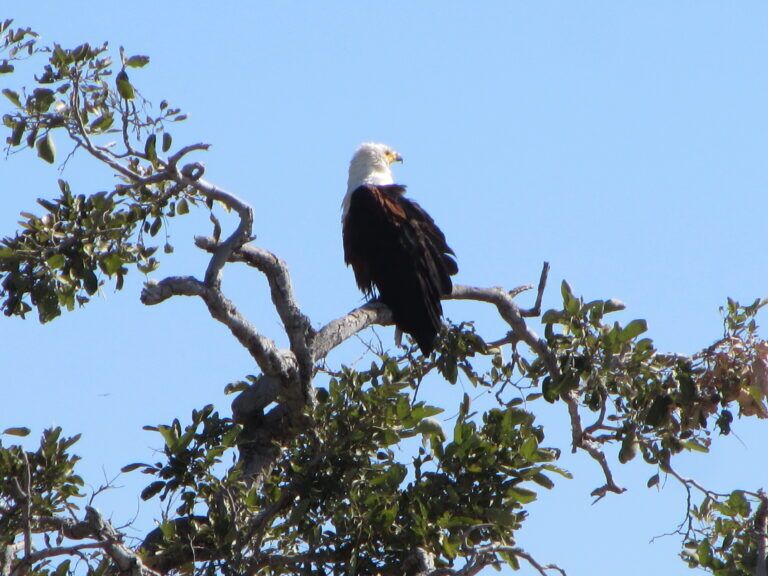 African Fish Eagle in Botswana