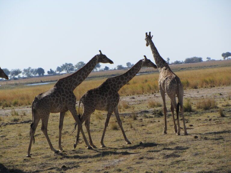 Botswana Giraffe