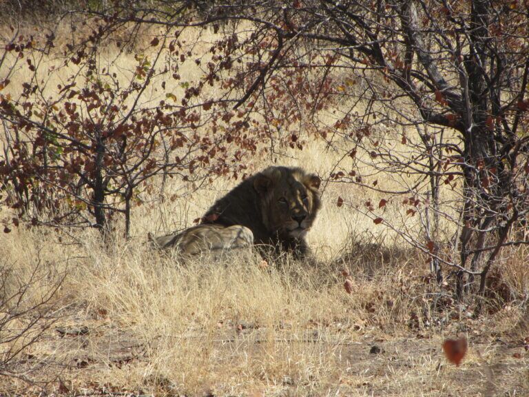African Male Lion