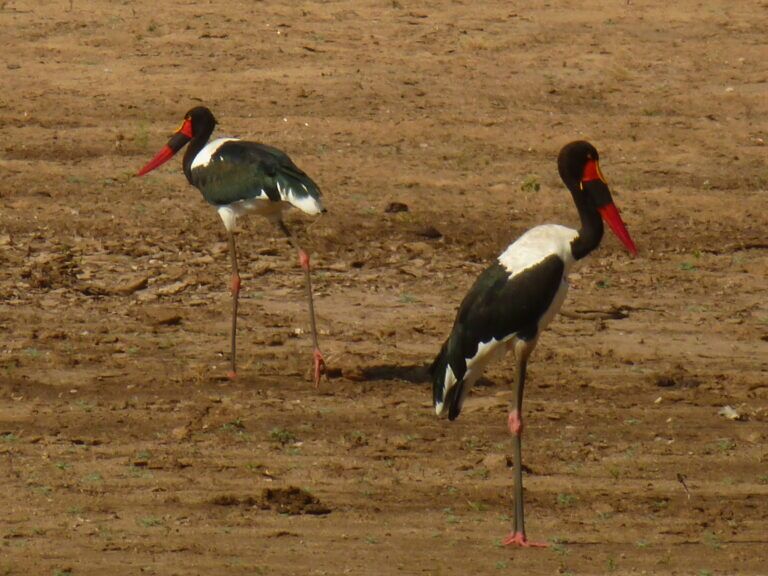 Marabou Stork