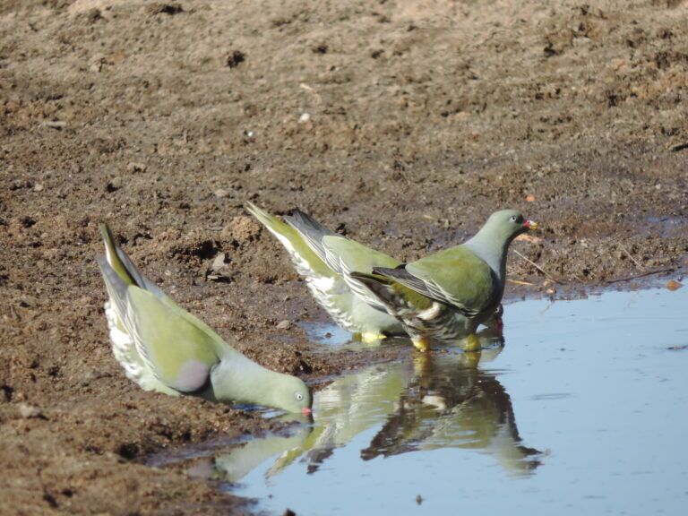 Green Pigeons