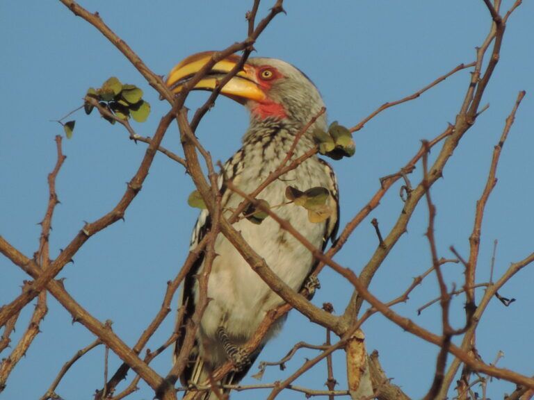Hornbill Botswana
