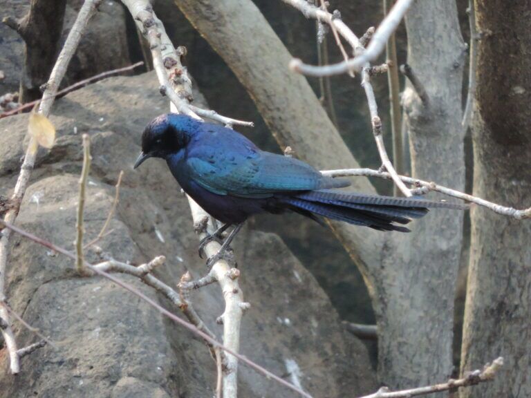 Kalahari Bird Life