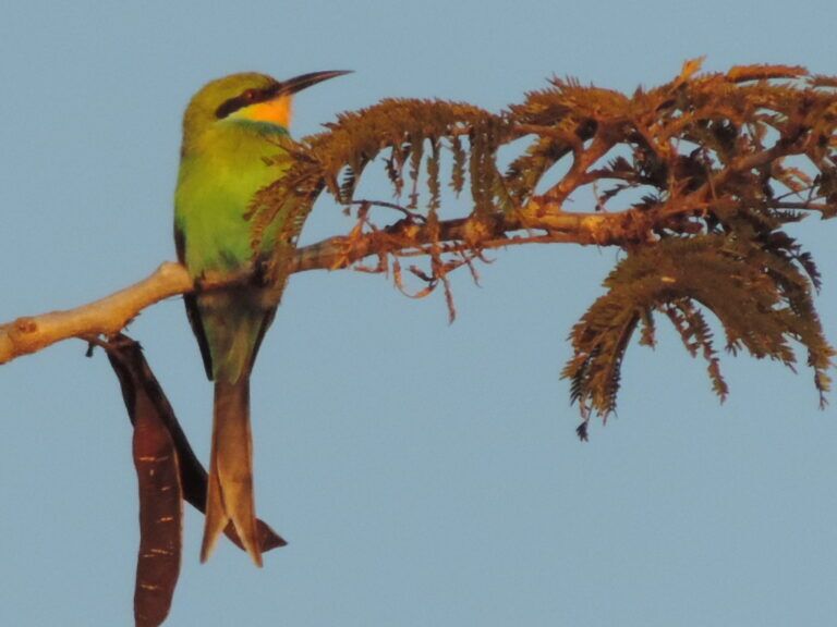 Swallow-tailed Bee-eater in Botswana