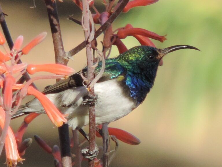 African Bee-eater