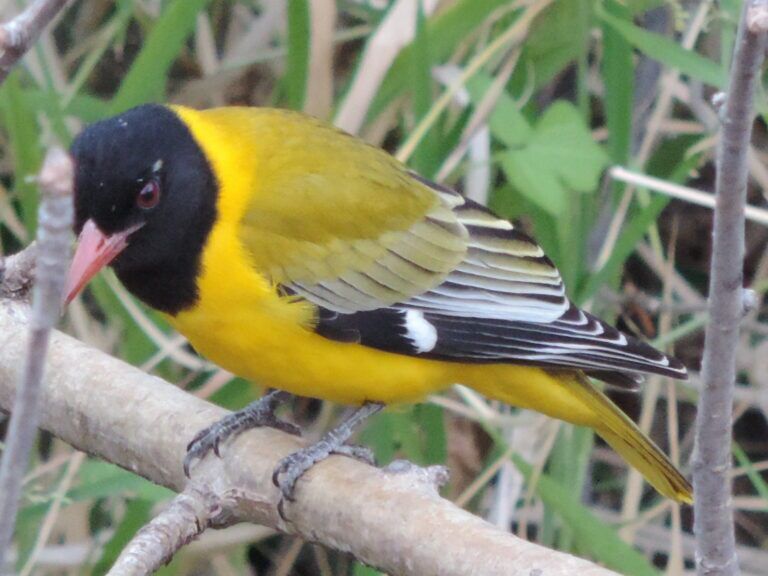 African Black-headed Oriole