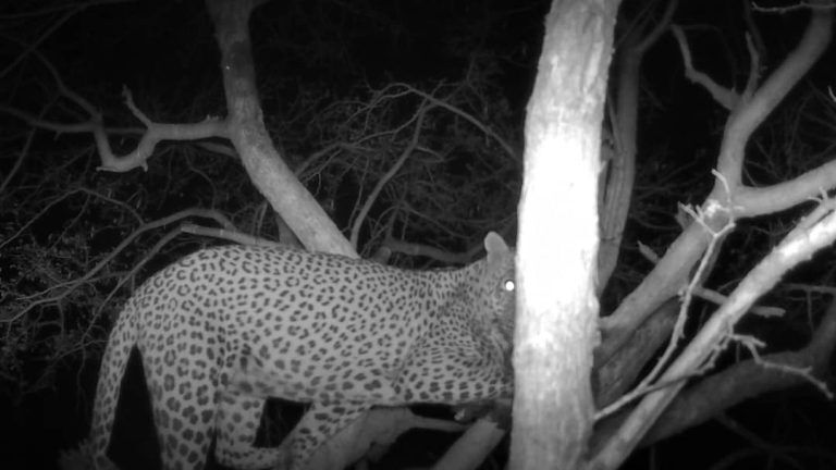 Kalahari Safaris Leopard in bait tree