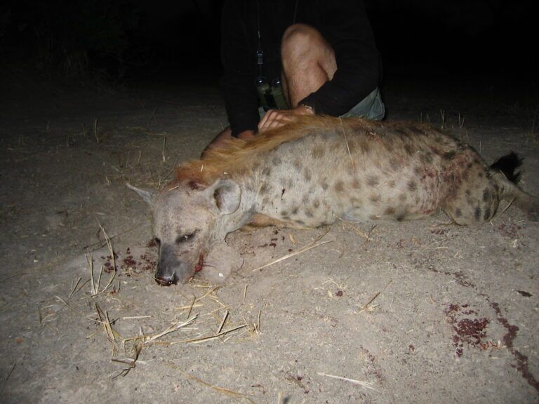 African Hyena
