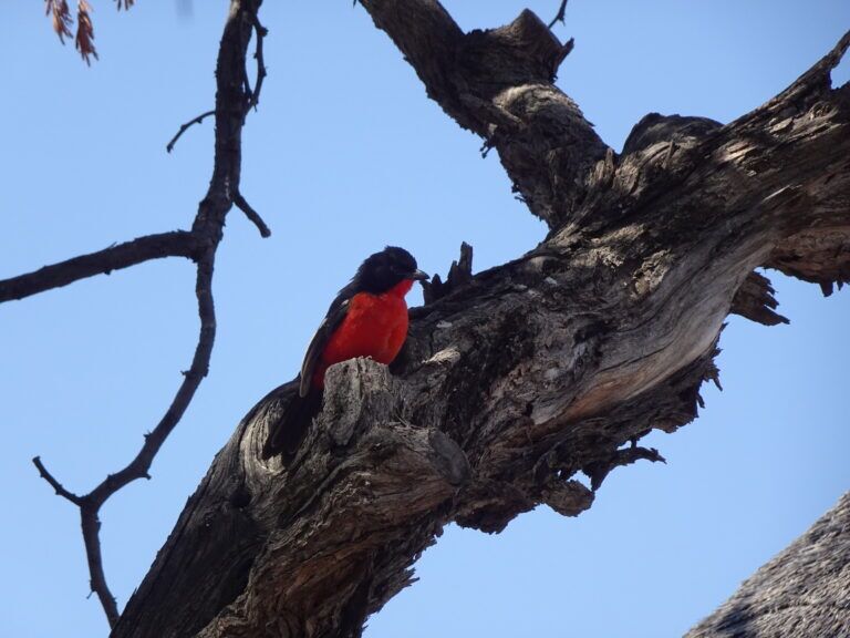 Birds of Africa 